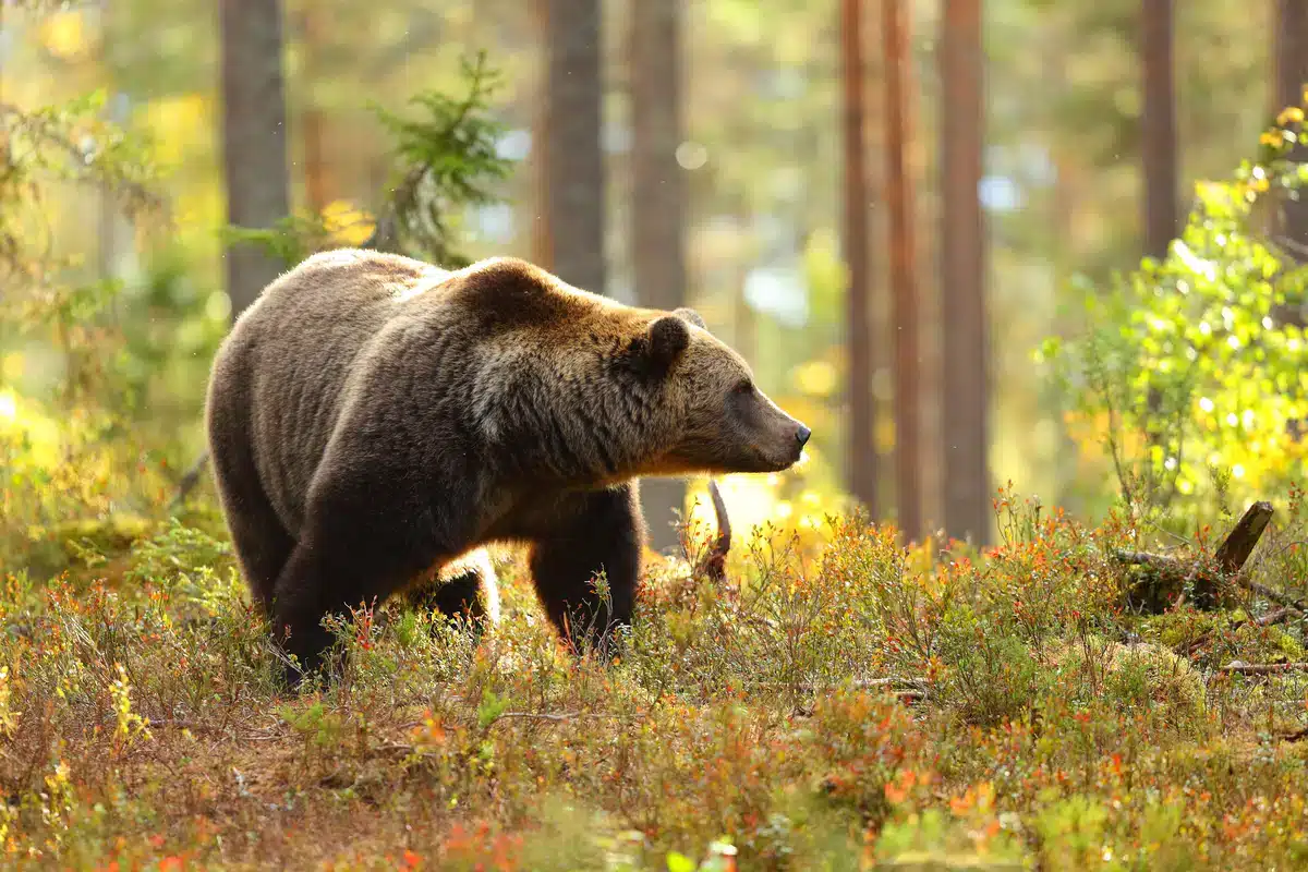Symbolbild Braunbär im Wald im Ostallgäu - Wildtiere in Europa