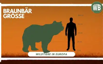 Braunbär Größe – Ein Maßstab für Kraft und Anpassungsfähigkeit