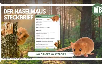 Haselmaus Steckbrief