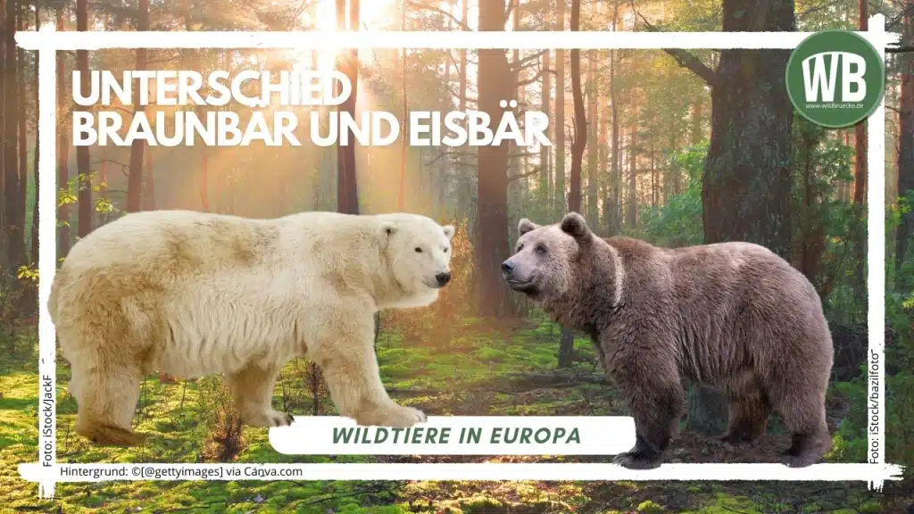 Teaserbild-Unterschied-Braunbär-und-Eisbär- - Wildtiere in Europa