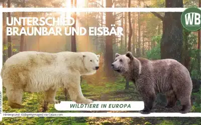 Unterschied Braunbär und Eisbär – Ein umfassender Vergleich