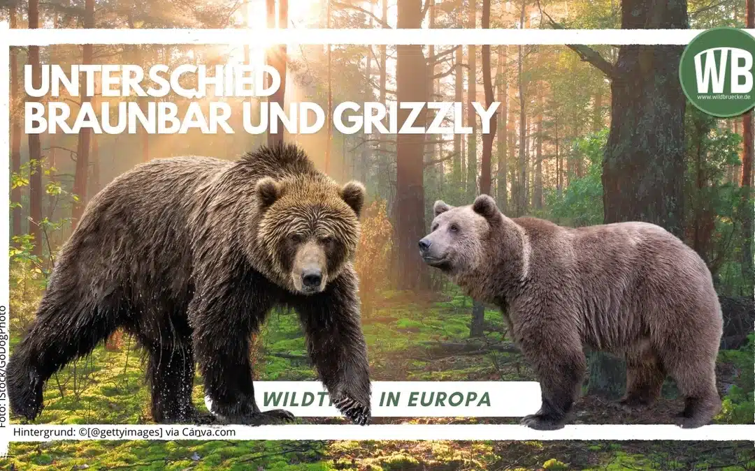 Unterschied Braunbär und Grizzlybär – Herkunft, Merkmale und Verbreitung
