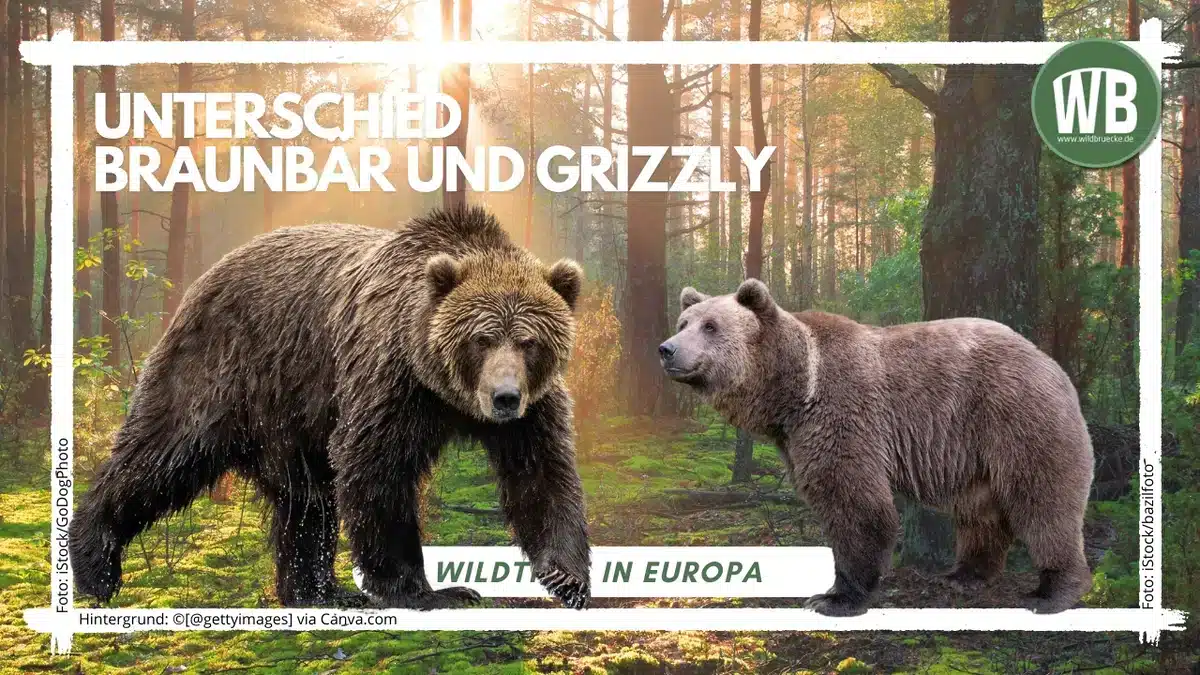 Teaserbild Unterschied Braunbär und Grizzlybär - Wildtiere in Europa