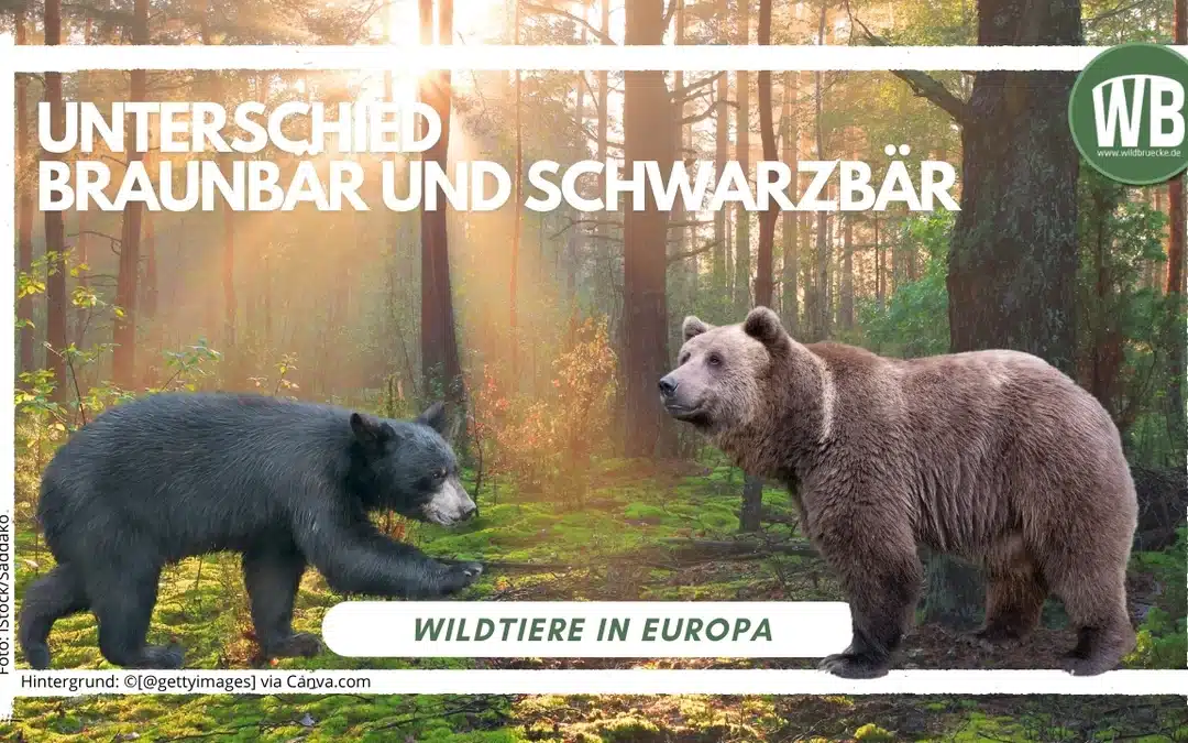 Unterschied zwischen Braunbär und Schwarzbär – Ein umfassender Vergleich