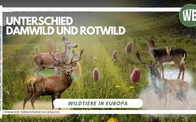 Unterschied Damwild und Rotwild – Ein detaillierter Vergleich