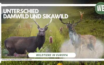 Sikawild Damwild Unterschied – Ein detaillierter Vergleich