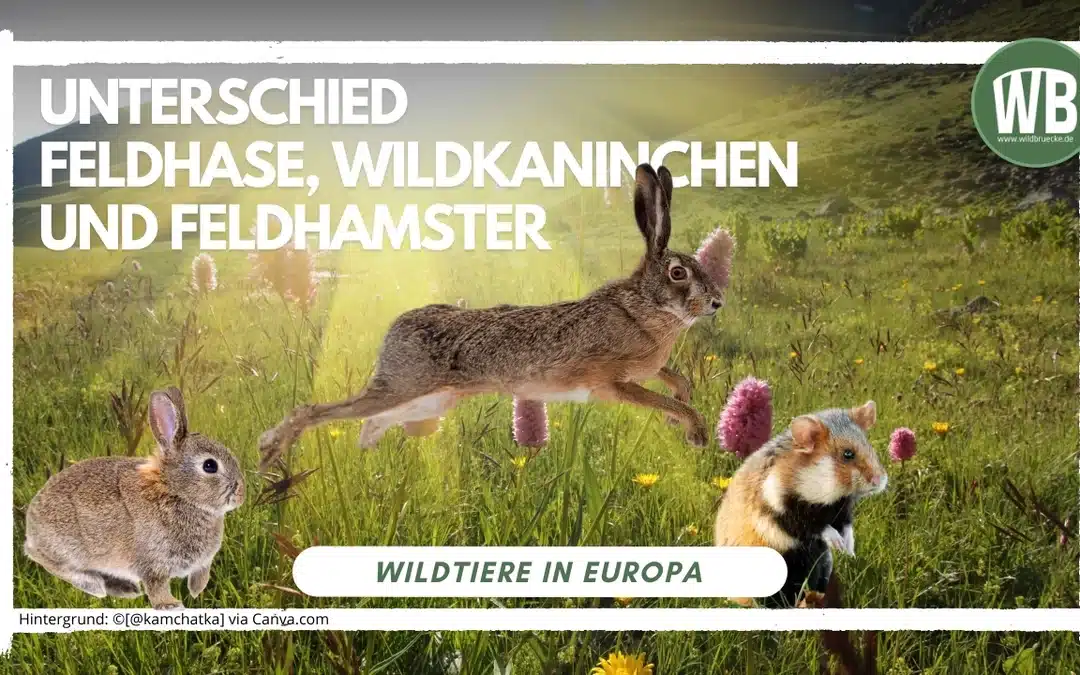 Unterschied Feldhase, Wildkaninchen und Feldhamster