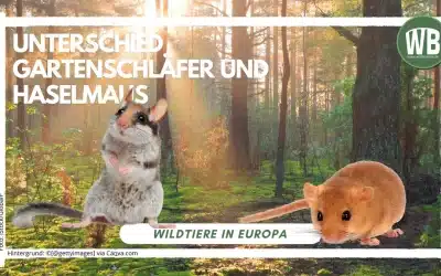Haselmaus Gartenschläfer – Unterschiede in Größe, Lebensraum und Verhalten