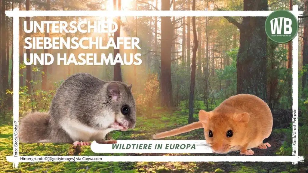 Teaserbild Unterschied Siebenschläfer und Haselmaus - Wildtiere in Europa