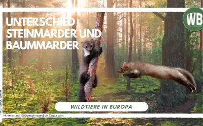 Unterschied Steinmarder und Baummarder – Merkmale im Vergleich