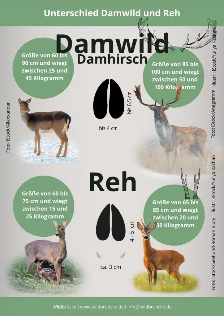Unterschied Damwild und Reh