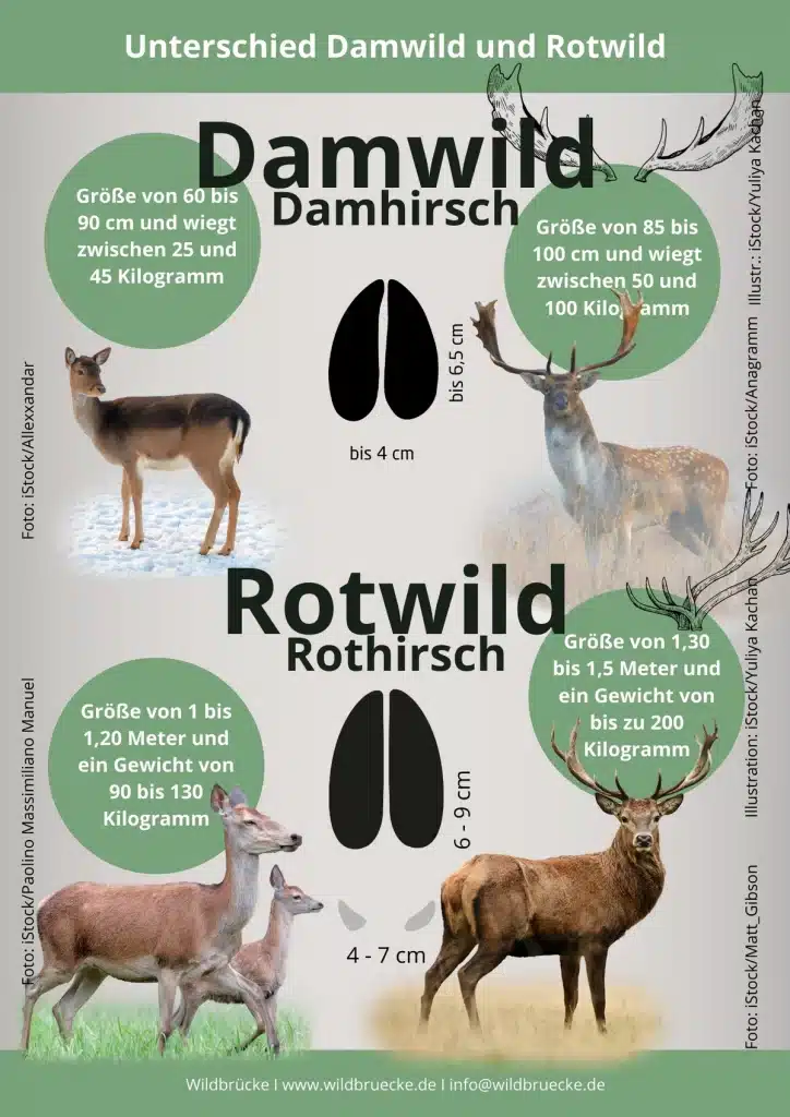 Unterschied Damwild und Rotwild