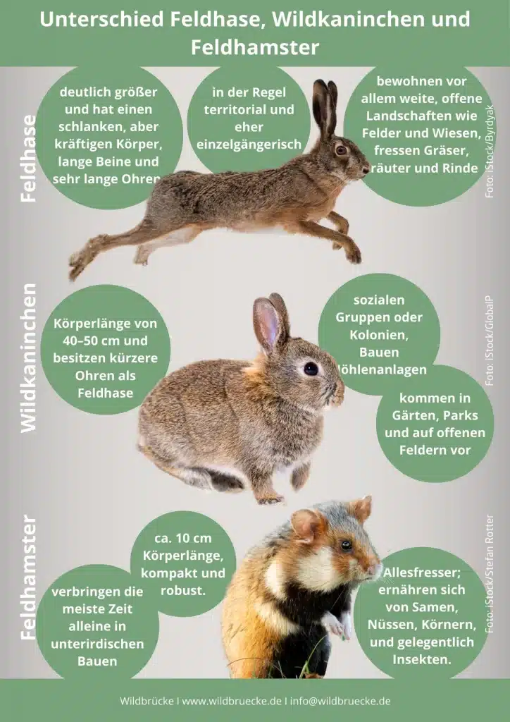 Unterschied Feldhase, Wildkaninachen und Feldhamster