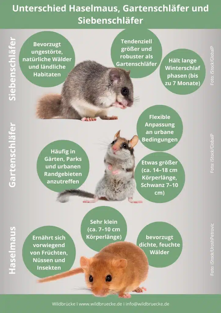 Unterschied Haselmaus, Gartenschläfer und Siebenschläfer
