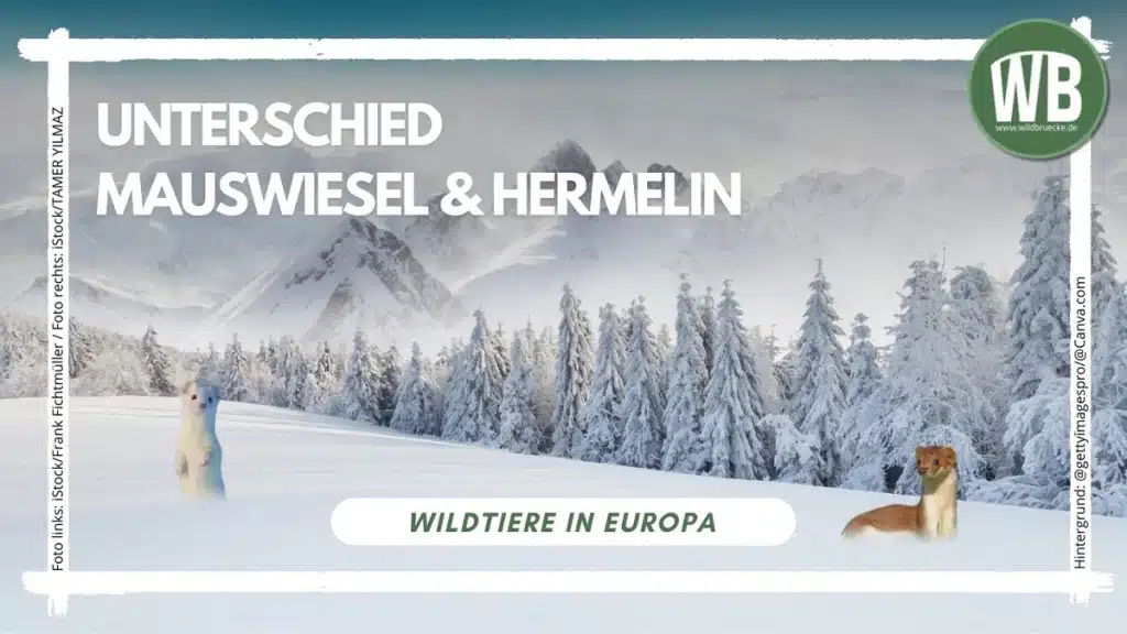 Unterschied Mauswiesel und Hermelin - Wildtiere in Europa (2)