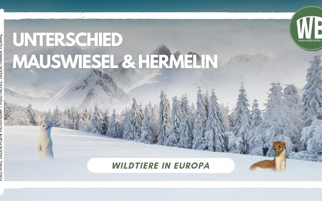 Unterschied Mauswiesel und Hermelin – Ein detaillierter Vergleich