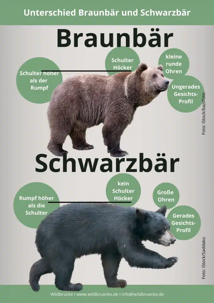 Unterschied Schwarzbär und Braunbär