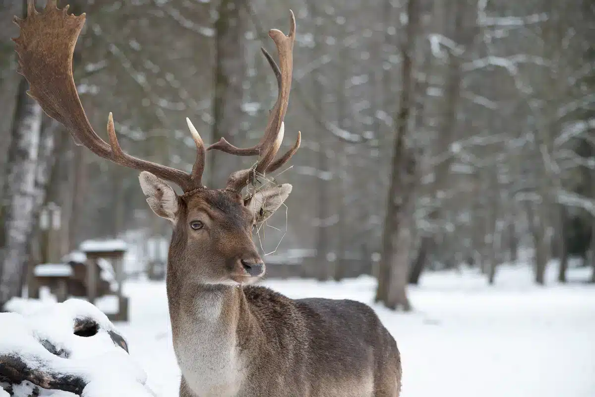 Warum heißt eigentlich Damwild Damwild - Wildtiere in Europa