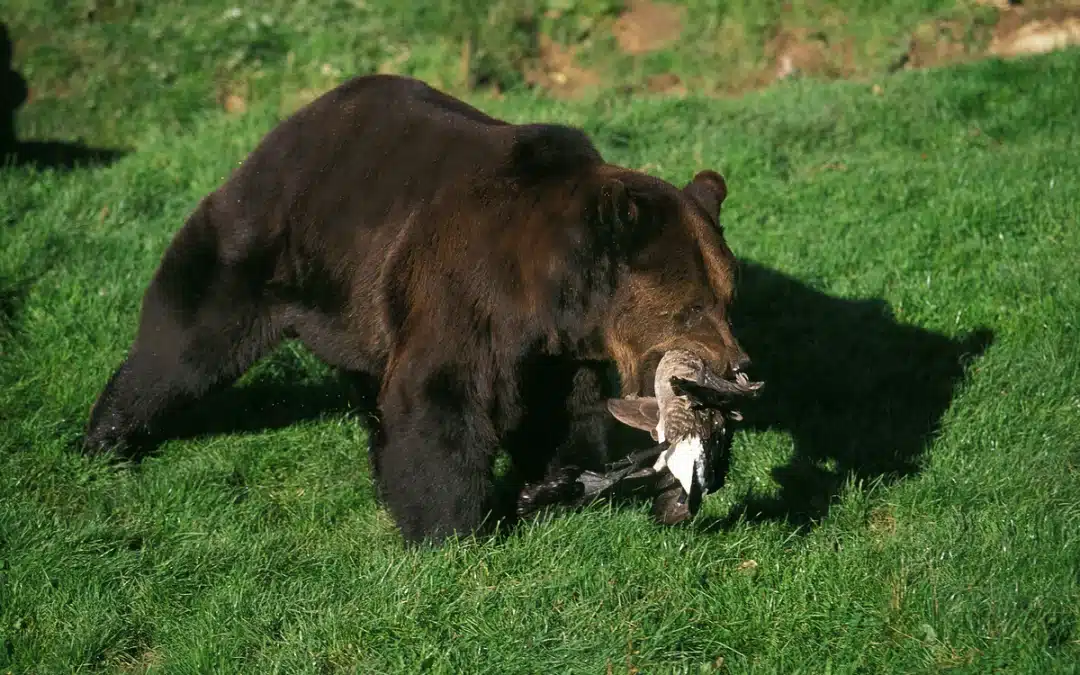 Was frisst ein Braunbär? – Ein Überblick über den vielseitigen Speiseplan
