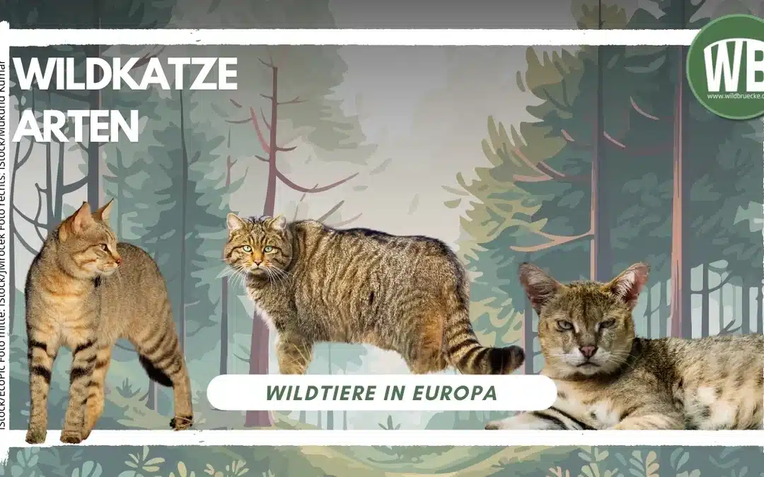 Wildkatze Arten – Ein Überblick über die drei Vertreter der Gattung Felis