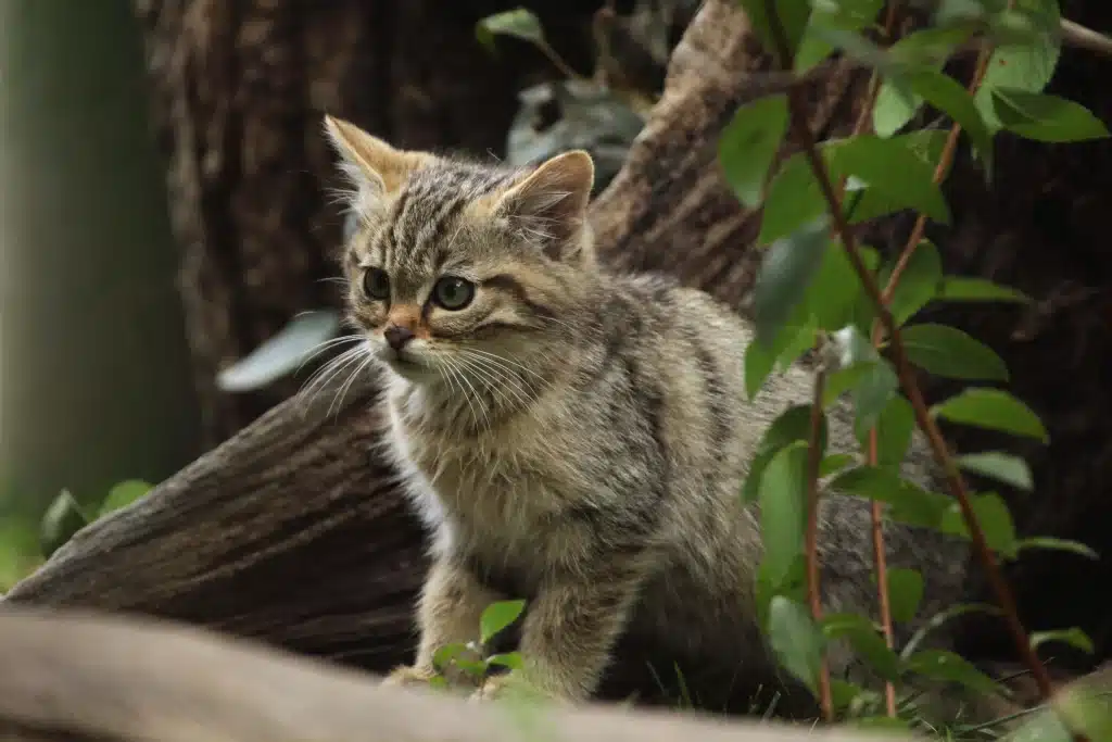 Wildkatze Babys - Wildtiere in Europa (1)