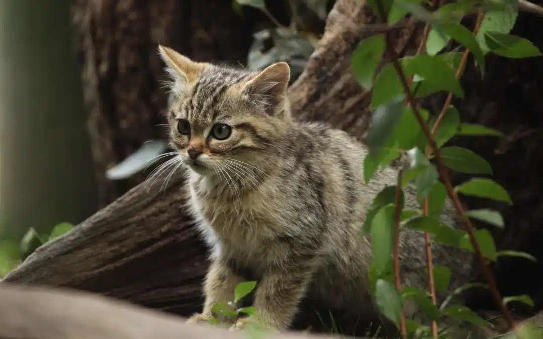 Wildkatze Babys – Die faszinierende Entwicklung des Nachwuchses