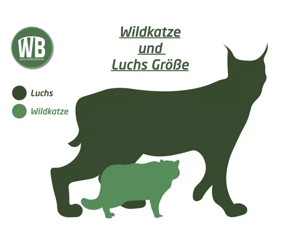 Wildkatze Größe 🐱 - Wildtiere in Europa