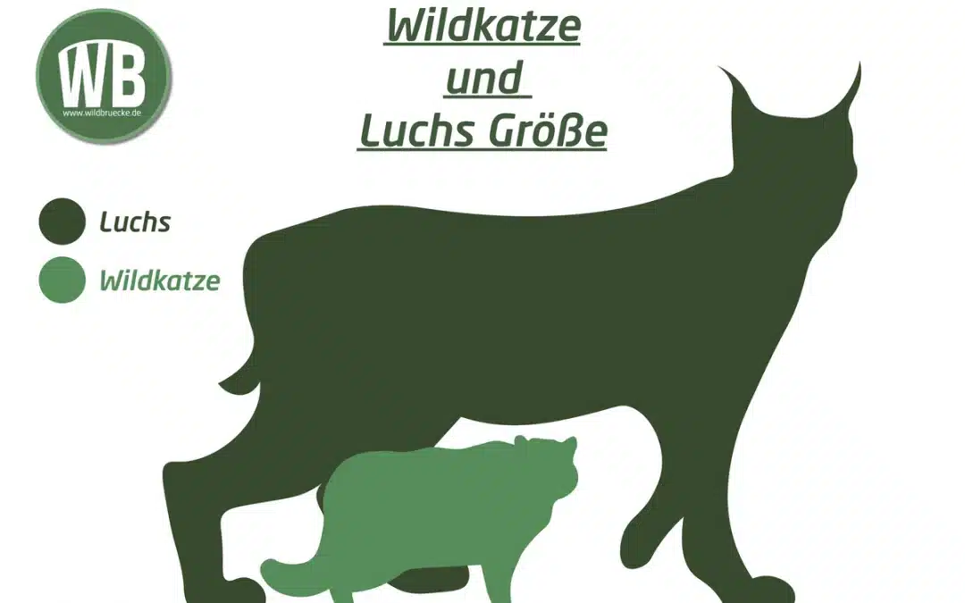 Wildkatze Größe – Wie groß wird sie wirklich?