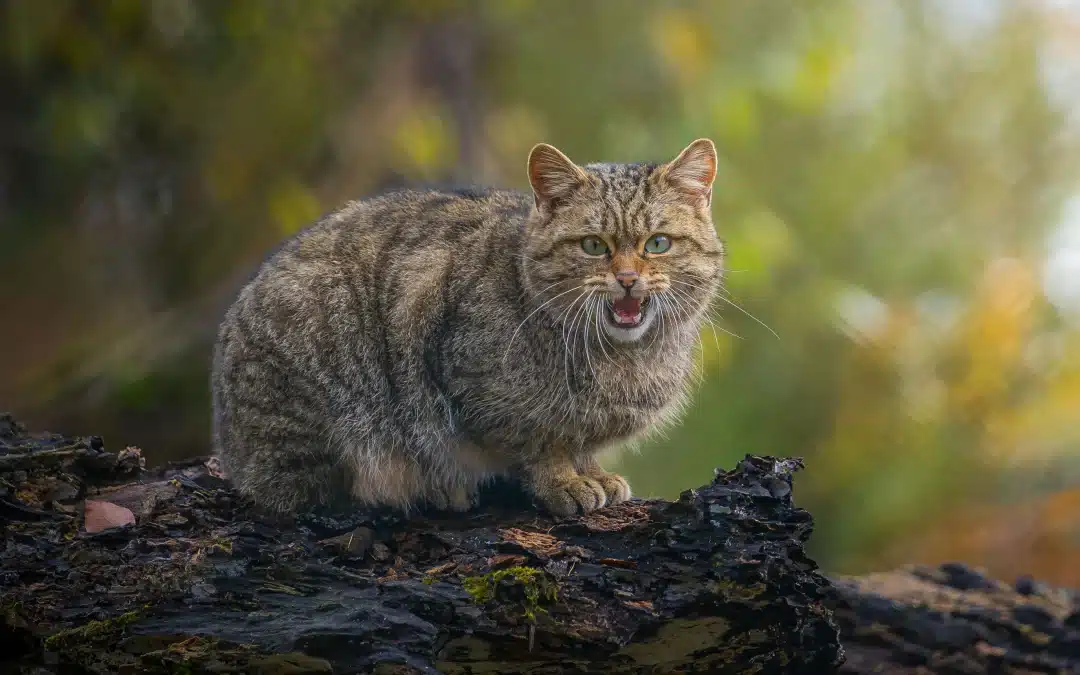 Wildkatze als Haustier – Warum es eine schlechte Idee ist