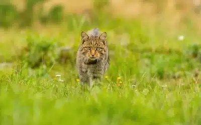 Wildkatze und Hauskatze Hybrid – Paarung, Kreuzung und die Grenzen der Domestikation