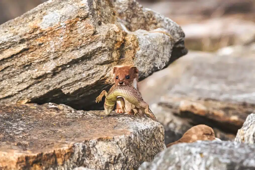 was fressen Mauswiesel - Wildtiere in Europa