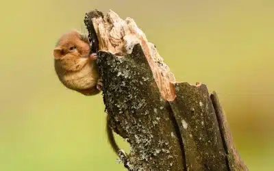 Wie sieht eine Haselmaus aus?