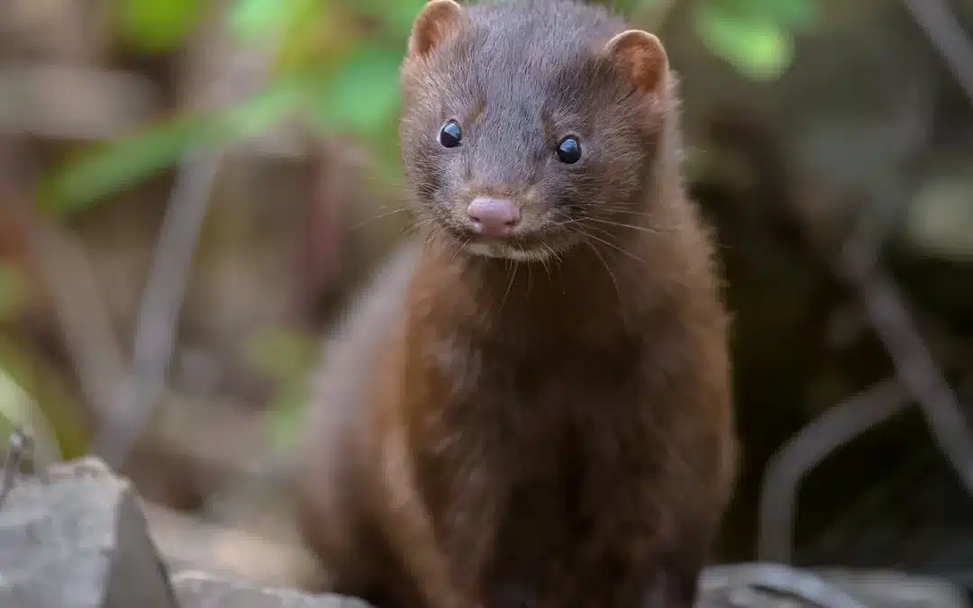 Amerikanischer Nerz in Deutschland – Verbreitung, Lebensweise und Auswirkungen