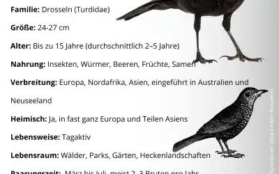 Steckbrief Amsel – alles Wissenswerte auf einen Blick