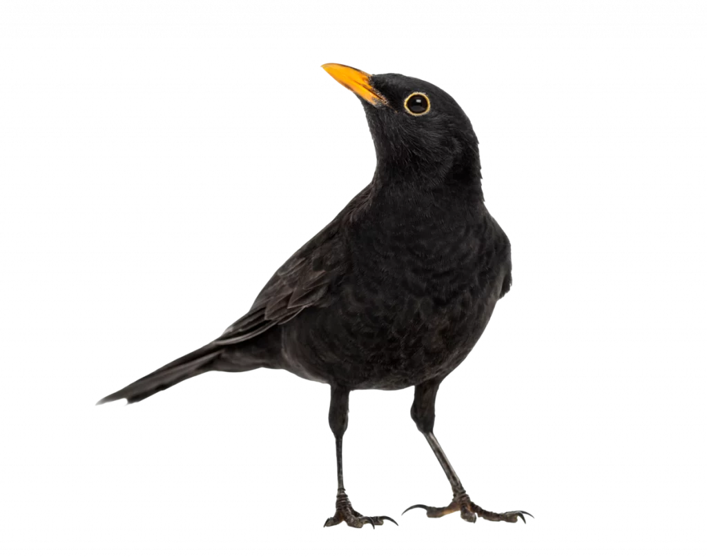 Amsel