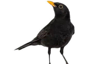 Amsel