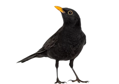 Amsel
