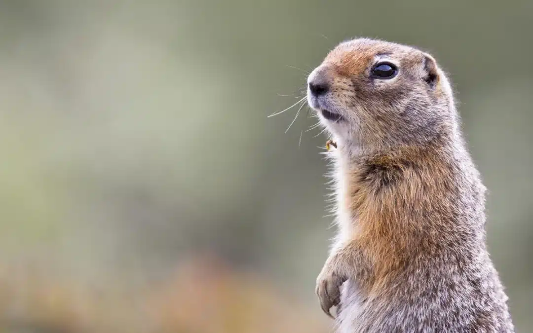 Das arktische Ziesel – Meister der Kälte und des Überlebens
