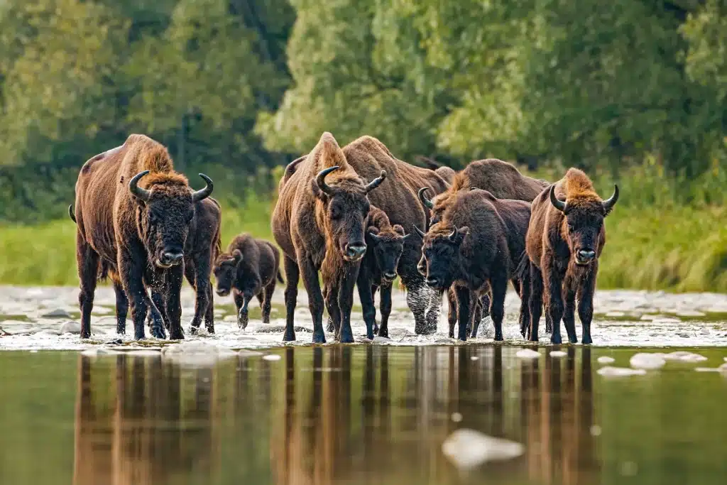 Bad Berleburg Wisent - Wildtiere in Europa