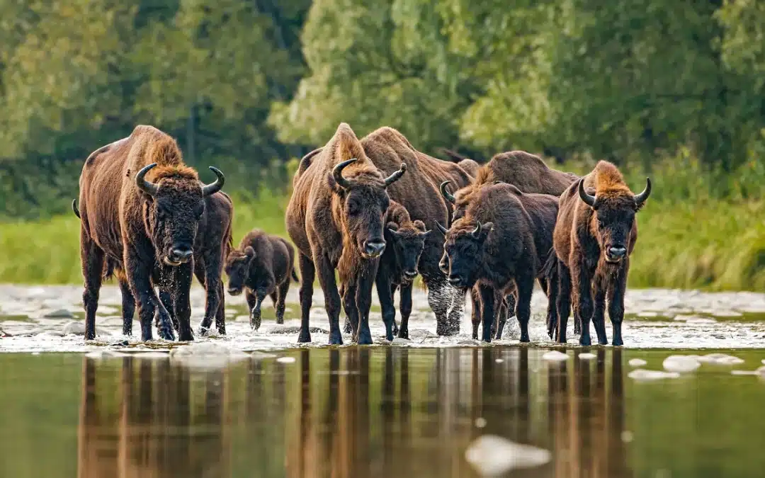 Bad Berleburg Wisent-Projekt
