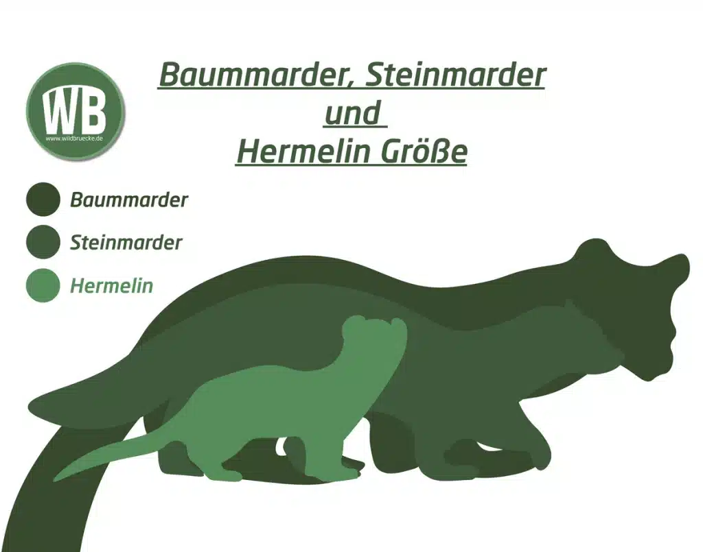 Baummarder Größe im Vergleich zum Steinmarder und Hermelin - Wildtiere in Europa