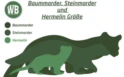 Baummarder Größe