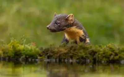 Baummarder Nahrung