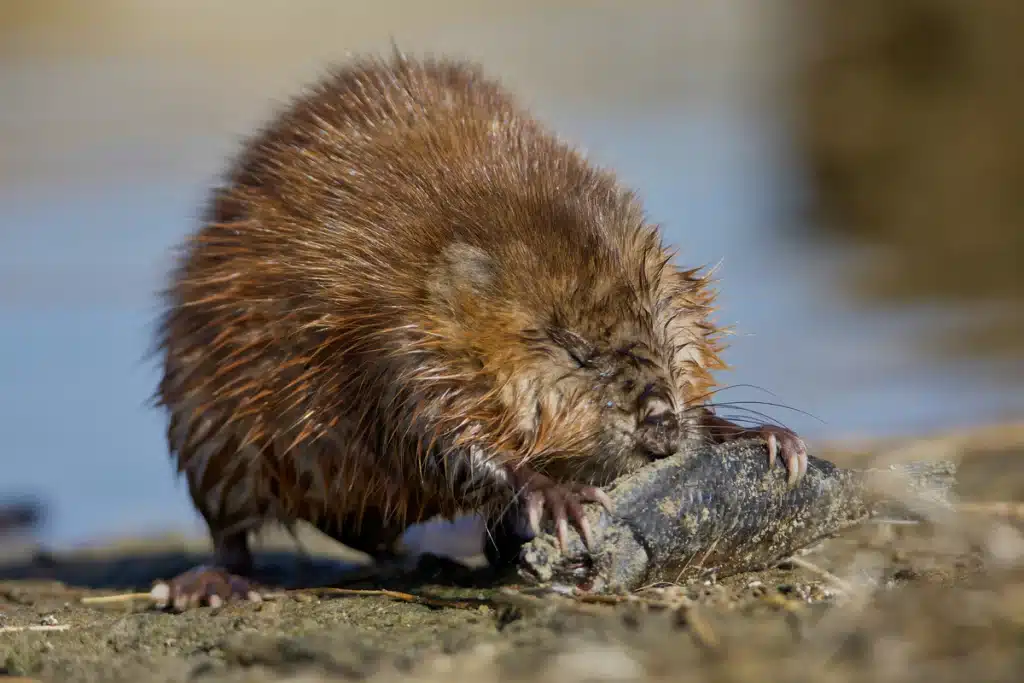 Bisamratte im Garten - Wildtiere in Europa