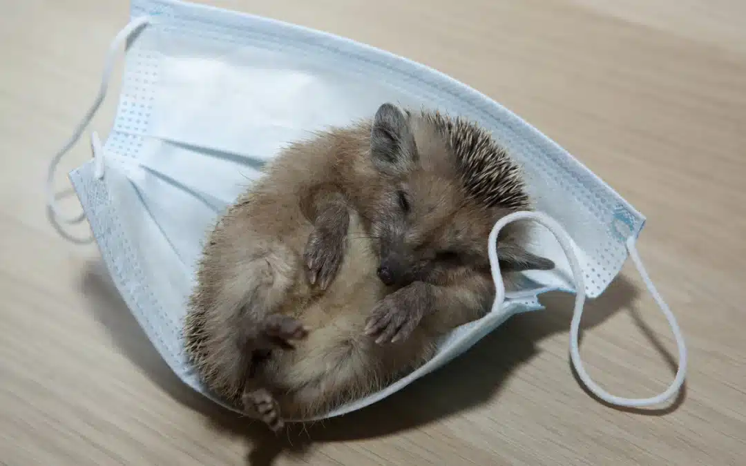 Borna Virus Igel – Eine Gefahr für Wildtiere?