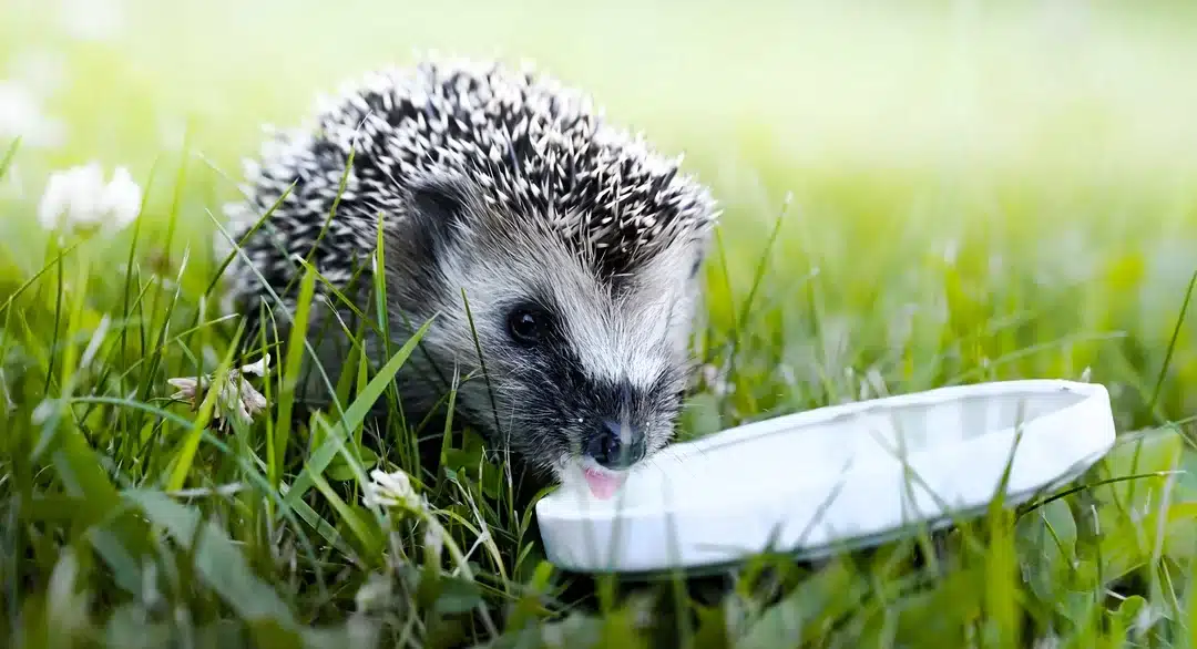 Igel mit Haferflocken füttern – Gut gemeint, aber wirklich sinnvoll?