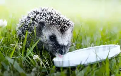 Igel mit Haferflocken füttern – Gut gemeint, aber wirklich sinnvoll?