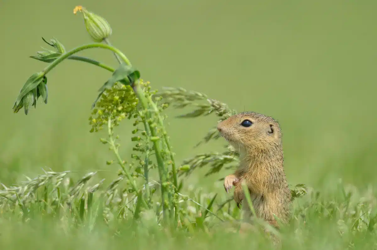 Das Europäische Ziesel - Wildtiere in Europa