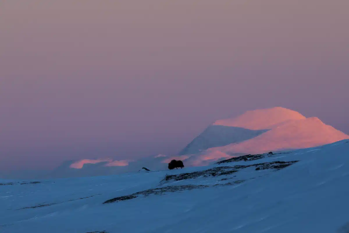 Der Moschusochse Lebensraum - Wildtiere in Europa