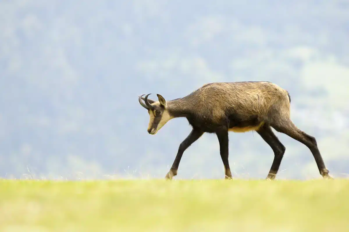 Der Unterschied zwischen männlich weiblich Gams - Wildtiere in Europa